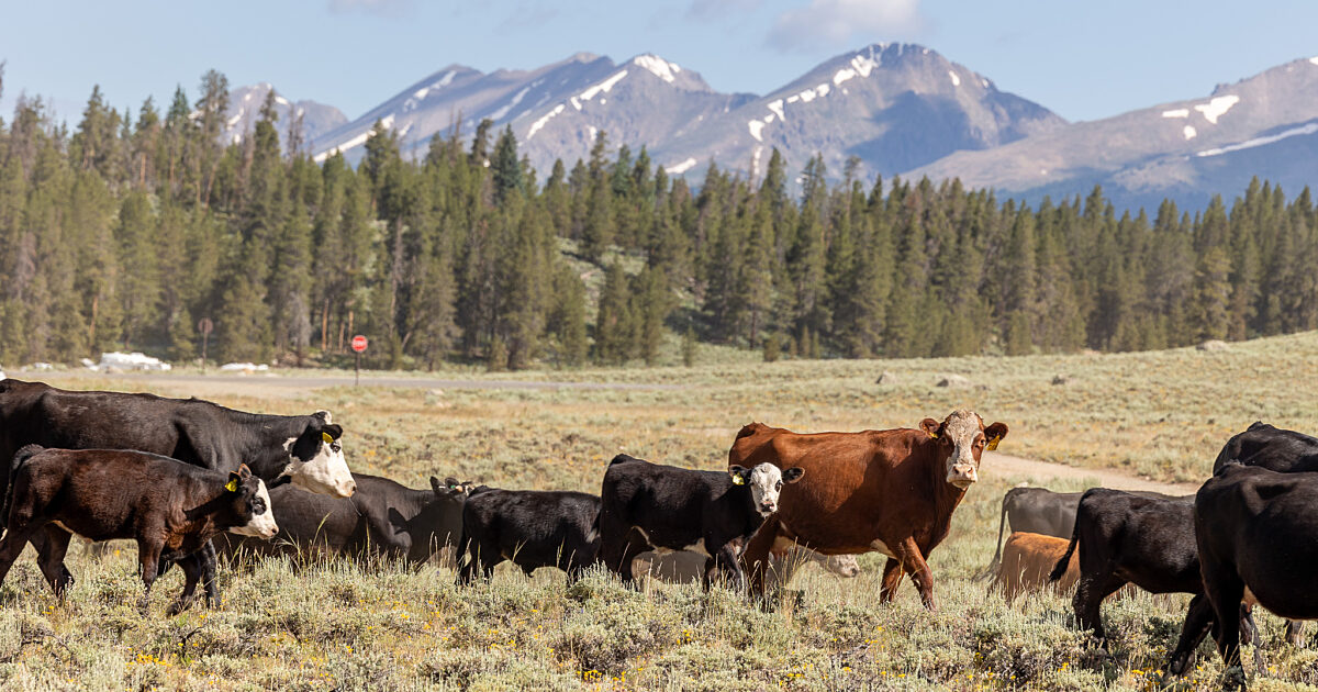 Cattle grazing on mountain ranch