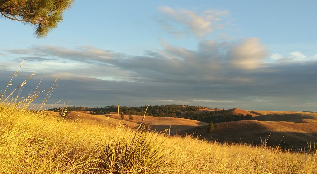 Golden hour prairie landscape
